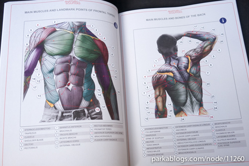 Book Review: Anatomy for Sculptors: Understanding the ...